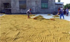 水稻種植前為什么要曬種、選種、浸種和催芽