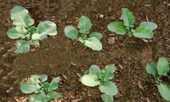 菜花高產(chǎn)如何施肥 菜花使用的肥料種類有哪些？