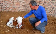 新生犢牛應(yīng)怎樣進(jìn)行護(hù)理？