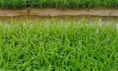 什么叫秧齡？水稻適宜秧齡如何確定？