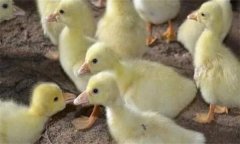 鴨痛風(fēng)怎么治療 有哪些癥狀 用什么藥治療？