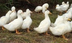 鴨磺胺類(lèi)藥中毒有什么癥狀，有哪些防治措施？