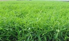 柴胡繁殖方法、方式簡介