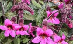 地黃有哪些常見病蟲害，如何防治？