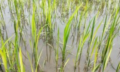 水稻生產(chǎn)中如何識(shí)別、預(yù)防與防治2，4-d藥害