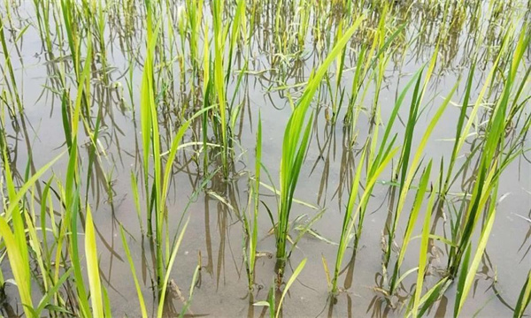 水稻2，4-d藥害的識別