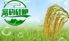 硅肥對(duì)發(fā)展優(yōu)質(zhì)水稻生產(chǎn)有哪些好處？