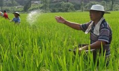 雙季優(yōu)質(zhì)稻機(jī)插后如何進(jìn)行田間管理？