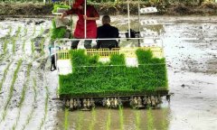 雙季稻機(jī)插秧基本苗數(shù)與水分、施肥和化控管理