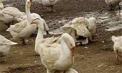 鴨黃曲霉毒素中毒的癥狀、病理變化與防治措施