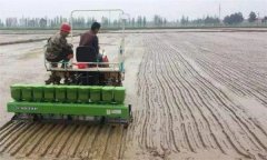 怎樣確定優(yōu)質(zhì)水稻直播的播種期和播種量？