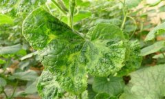 如何防控黃瓜病毒病，它是什么原因引起的？