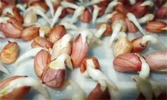花生發(fā)芽不能吃嗎？吃花生芽有什么好處？