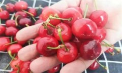 如何挑選櫻桃？櫻桃如何儲藏與保鮮？