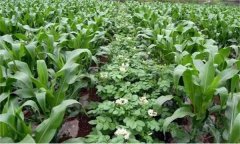 什么是間混套作？間混套作增產(chǎn)的原因是什么？