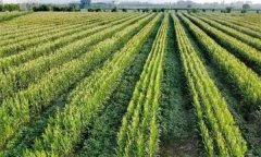 復種的主要技術(shù)措施有哪些？