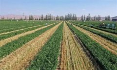 什么是輪作？輪作的作用有哪些？