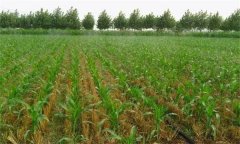 復(fù)種對農(nóng)業(yè)生產(chǎn)的作用有哪些？