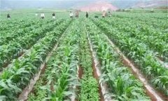 間作的主要類型有哪些？