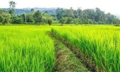 什么是復(fù)種，什么是復(fù)種指數(shù)？