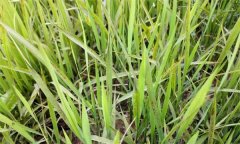 什么是水稻的看苗診斷，有哪些方法和手段？