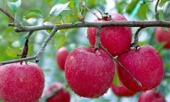 蘋果有何營(yíng)養(yǎng)價(jià)值？
