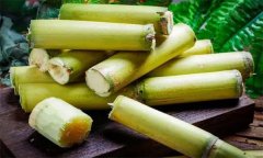 如何選購、儲存甘蔗？食用甘蔗應(yīng)注意事項