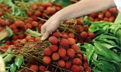 為什么會出現(xiàn)荔枝病 如何吃荔枝才最安全？