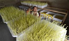 如何生產(chǎn)芽菜？種植的芽菜如何才能沒有苦味？