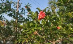 為什么石榴開花卻結(jié)不住果 或葉子變小、皺縮