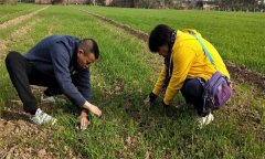 小麥冬前管理技術(shù)措施要點(diǎn)有哪些？