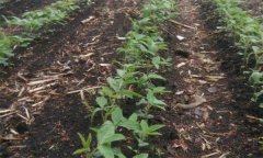 大豆的田間管理技術(shù)要點(diǎn)有哪些？