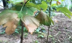 銀杏葉斑病的發(fā)病癥狀、發(fā)病規(guī)律與防治方法