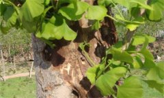 銀杏莖腐病如何防治？