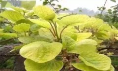獼猴桃葉子發(fā)黃怎么辦？