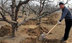 梨樹如何科學(xué)施肥、使用肥料？