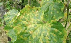 黃瓜褐斑病有哪些發(fā)病癥狀，如何防控？