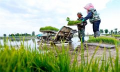 機插秧起秧、運秧、添秧的要求 怎樣防止漂秧？