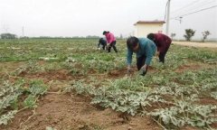 西瓜植株整理基本方法：整枝、壓蔓、盤條