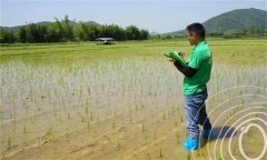 水稻出苗后怎樣管水 如何使用壯秧劑、多效唑等