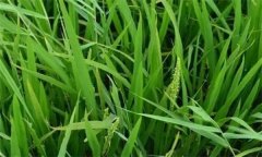 什么是水稻早穗、水稻翹頭穗和水稻穗上芽？