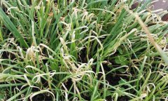 如何防治韭菜葉枯病，有哪些發(fā)病癥狀？