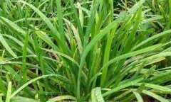韭菜常見病有哪些，如何防治？