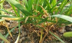 韭菜莖枯病的癥狀表現(xiàn)、發(fā)病規(guī)律與防治方法