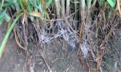 怎樣防治韭菜白絹??？