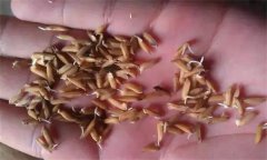 為什么會(huì)出現(xiàn)水稻爛種、爛芽、爛秧和死苗現(xiàn)象