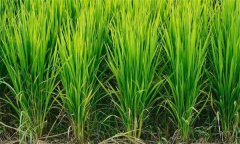 如何進(jìn)行水稻化控防倒？
