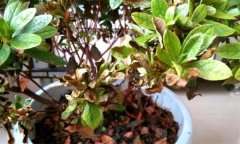 杜鵑花常見病害有哪些？如何防治？