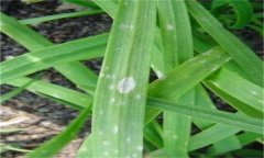 韭菜灰霉病的表現(xiàn)癥狀、發(fā)病規(guī)律與防治方法