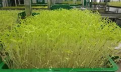 花椒芽苗菜如何進(jìn)行工廠化生產(chǎn)？